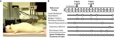 Spinal Mobilization Prevents NGF-Induced Trunk Mechanical Hyperalgesia and Attenuates Expression of CGRP